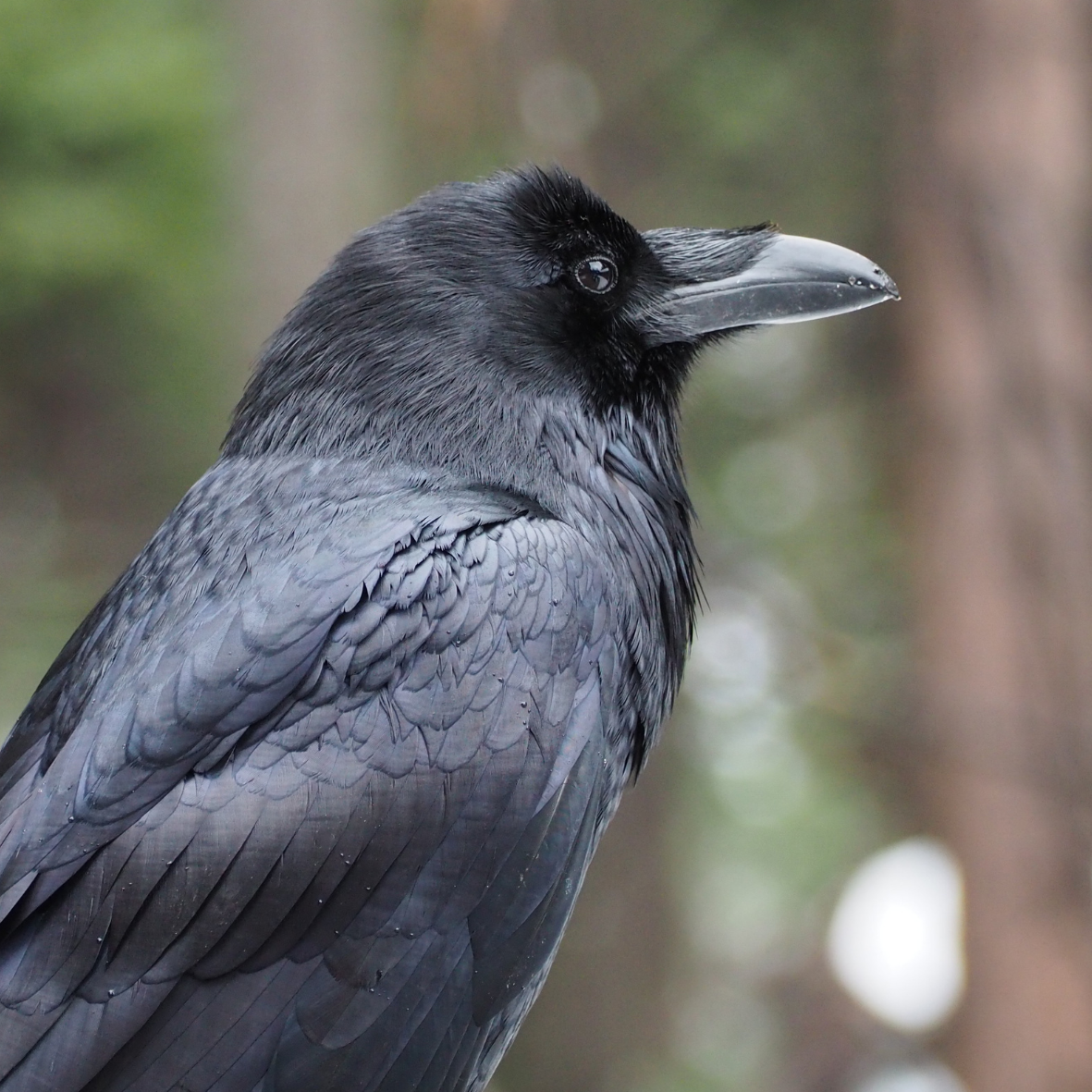 Raven